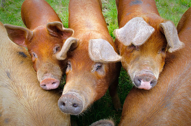 Pig farm in Highland Scotland.